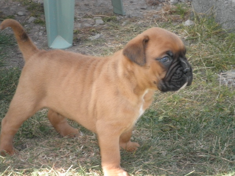 BB Avril 2011
